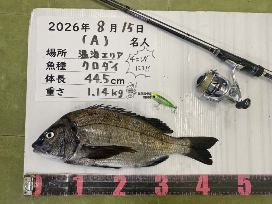 クロダイ